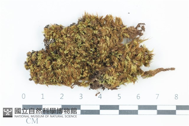 登錄號:B00013284藏品圖，第1張