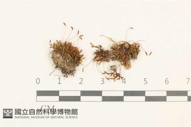 真蘚藏品圖，第1張