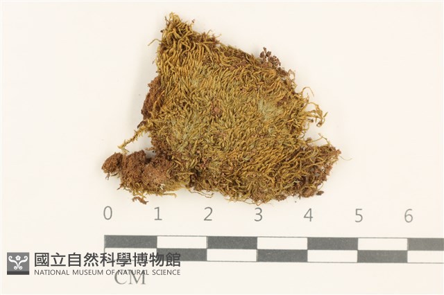 登錄號:B00005084藏品圖，第1張