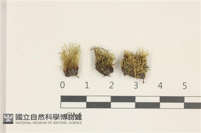 登錄號:B00016184藏品圖，第1張