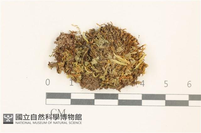 淡色裂萼苔藏品圖，第1張