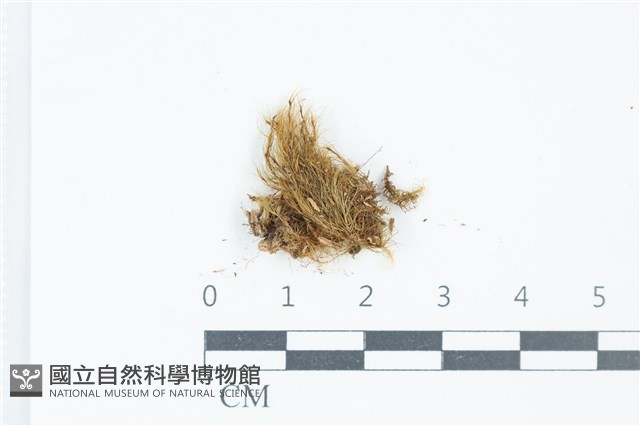 粗毛青毛蘚藏品圖，第1張