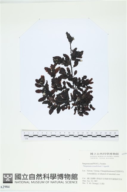 厚葉馬尾藻藏品圖，第1張