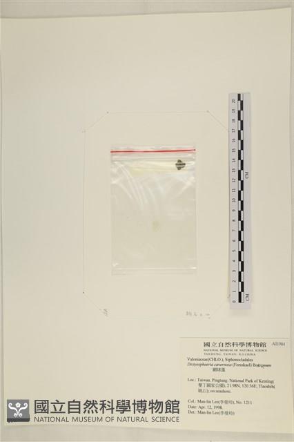 網球藻藏品圖，第3張