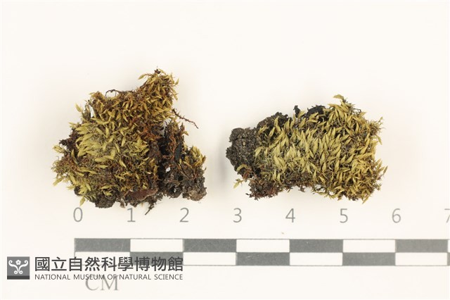 登錄號:B00010984藏品圖，第1張