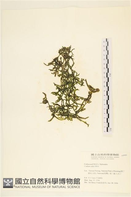 登錄號:A00000984藏品圖，第1張
