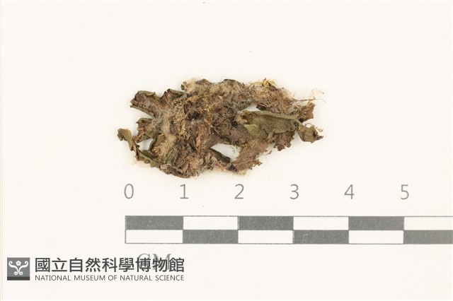 蛇苔藏品圖，第1張