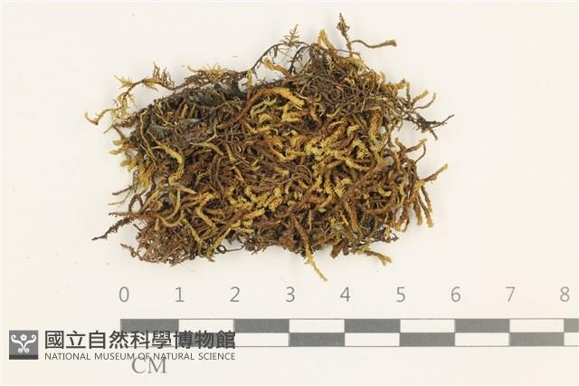 登錄號:B00011884藏品圖，第1張