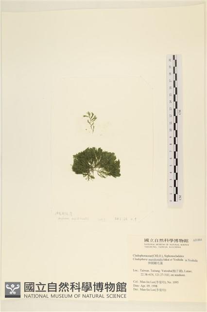 伸展剛毛藻藏品圖，第1張