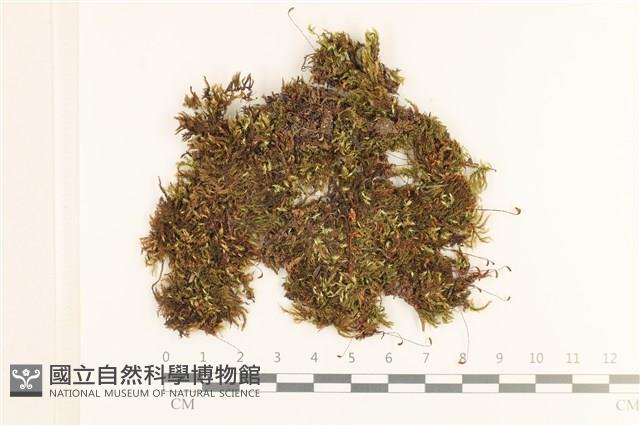 登錄號:B00003884藏品圖，第1張