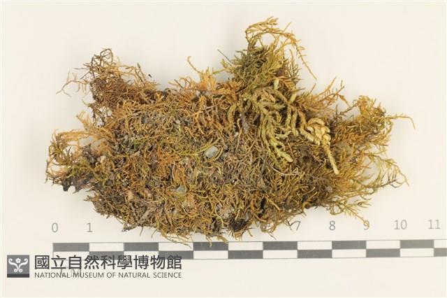 登錄號:B00012384藏品圖，第1張