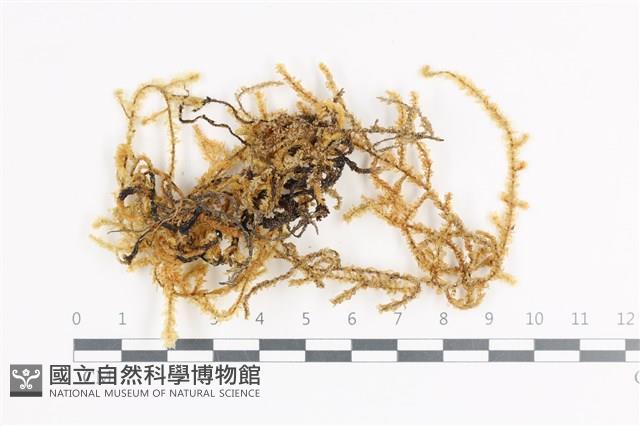 登錄號:B00011384藏品圖，第1張