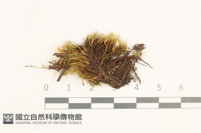 闊葉曲柄蘚藏品圖，第1張