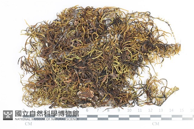 登錄號:B00012937藏品圖，第1張