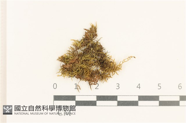 登錄號:B00008937藏品圖，第1張