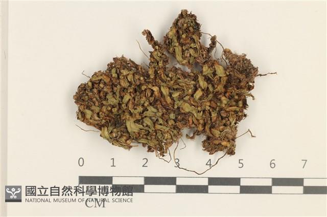 登錄號:B00016937藏品圖，第1張