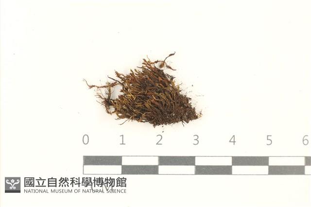 登錄號:B00017937藏品圖，第1張