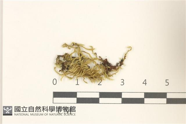 溪邊青蘚藏品圖，第1張