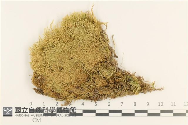 登錄號:B00011057藏品圖，第1張