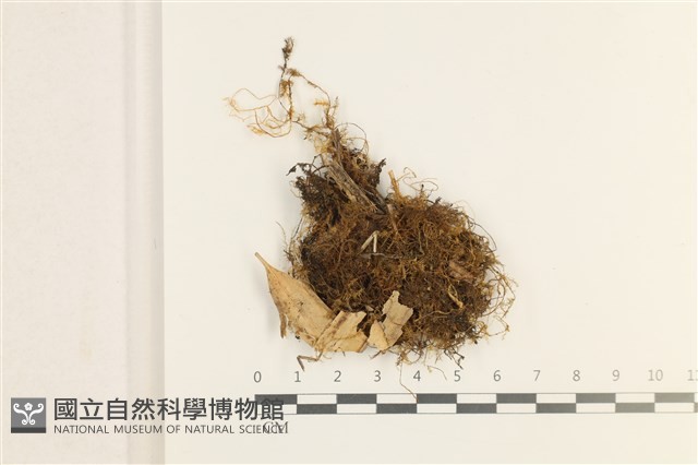 鞭枝懸蘚藏品圖，第1張