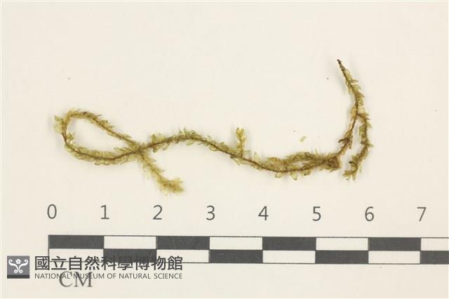 登錄號:B00016957藏品圖，第1張