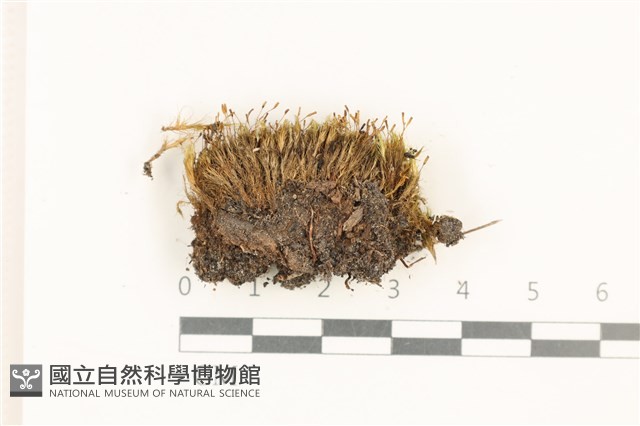 登錄號:B00010957藏品圖，第1張