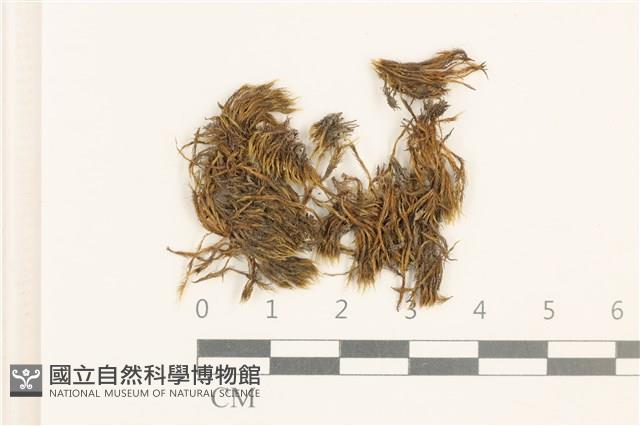 登錄號:B00008857藏品圖，第1張