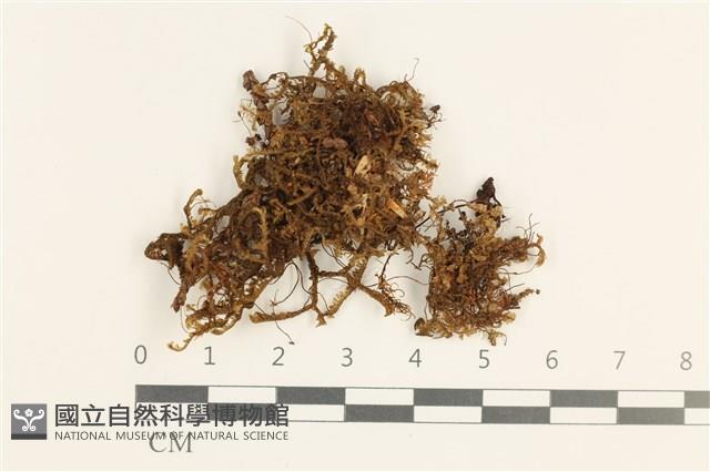 日本鞭苔藏品圖，第1張