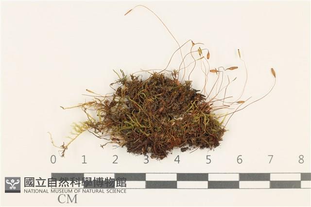 那霸短月蘚藏品圖，第1張