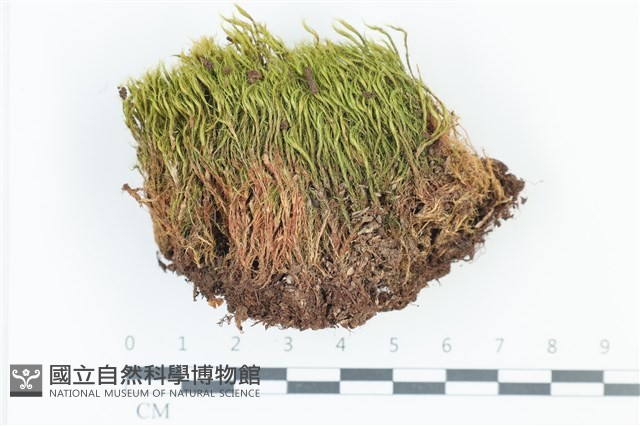粗毛青毛蘚藏品圖，第1張
