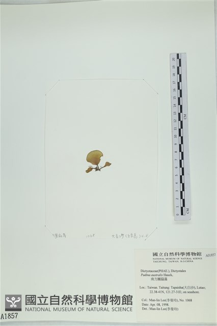 南方團扇藻藏品圖，第3張