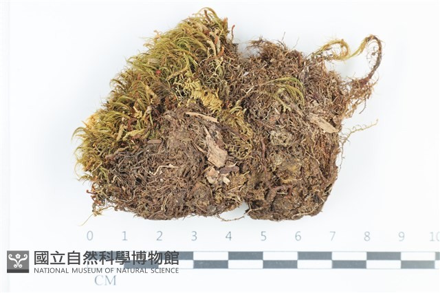 青毛苔藏品圖，第1張