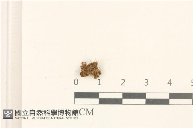 大萼苔藏品圖，第1張