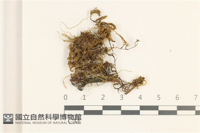 鞭枝懸蘚藏品圖，第1張
