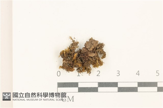 登錄號:B00008927藏品圖，第1張
