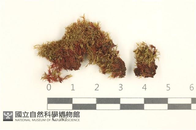 登錄號:B00000927藏品圖，第1張