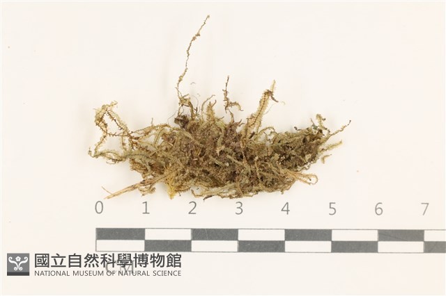 登錄號:B00003927藏品圖，第1張