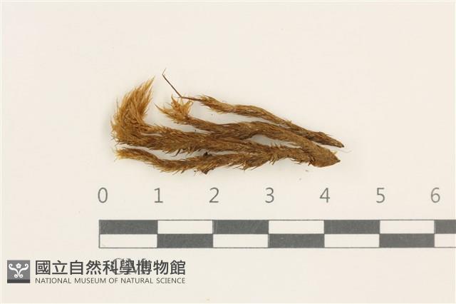 登錄號:B00008827藏品圖，第1張