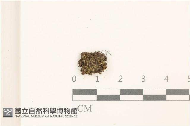 劍葉花葉蘚藏品圖，第1張