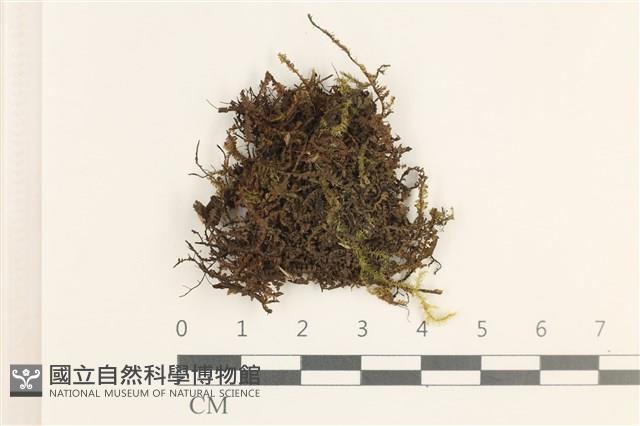 厚角鞭苔藏品圖，第1張