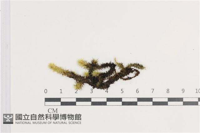 登錄號:B00007977藏品圖，第1張