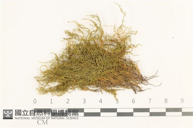 登錄號:B00005977藏品圖，第1張