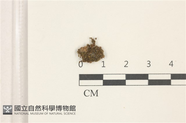 印度扭口蘚藏品圖，第1張