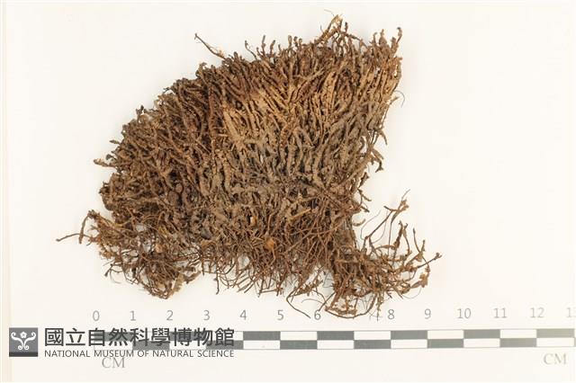 鞭苔藏品圖，第1張