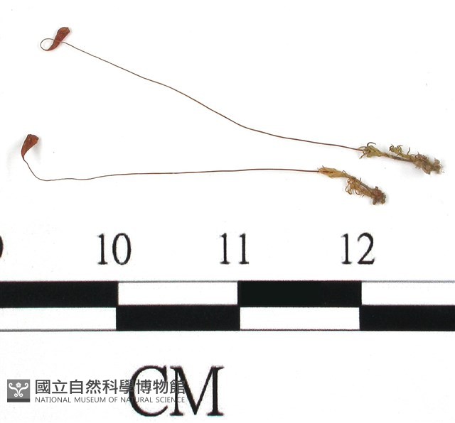 葫蘆蘚藏品圖，第1張