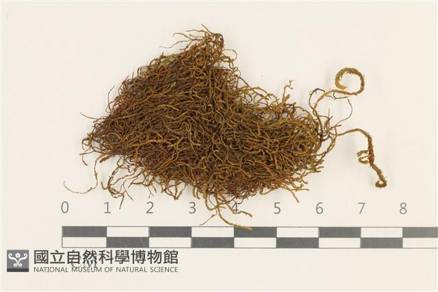 登錄號:B00011877藏品圖，第1張