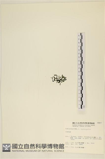 登錄號:A00000877藏品圖，第3張