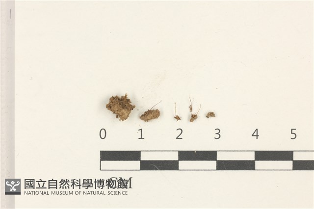 斜葉蘆薈蘚藏品圖，第1張