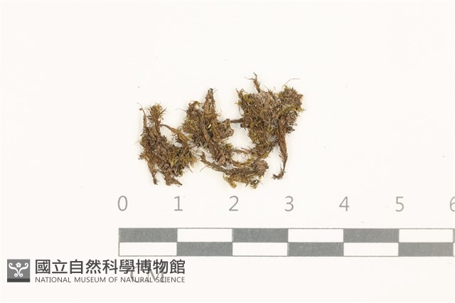 登錄號:B00004917藏品圖，第1張