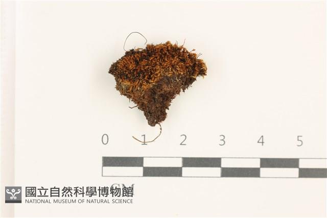 狹葉扭口蘚藏品圖，第1張